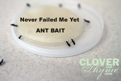 Ant Bait
